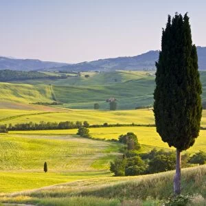 Landscale near Pienza, Val d Orcia, Tuscany, Italy