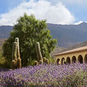 Lavender flowers in the garden of the Bodega Colome winery estancia, near Molinos, Calchaqui Valleys, Salta province, Argentina. Bodega Colome is the oldest winery in Argentina, estabilished in 1831