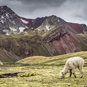 Llamas near Rainbow Mountain, Cusco Region, Peru