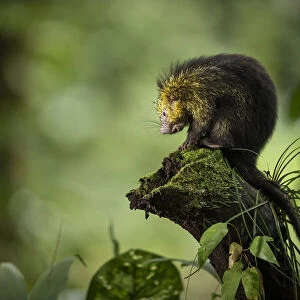Mexican Hairy Dwarf Porcupine