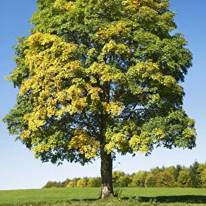 Montpellier maple in autumn colours - Germany, Bavaria, Upper Bavaria