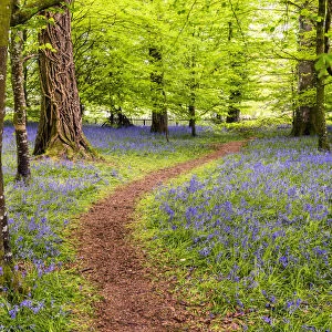 Path Through Bluebells, Tehidy Country Park, Cornwall, England