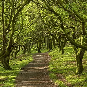 Path through deciduous woodland in St Mary's Vale below Sugar Loaf mountain, Bannau Brycheiniog (formerly Brecon Beacons), Abergavenny, Powys, Wales, UK. Spring (May) 2019