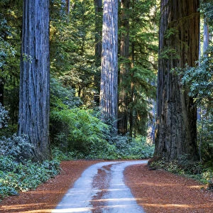 Road Through Redwoods, Jedediah Smith Redwood State Park, California, USA