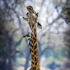 Thornicroft giraffe shakes her neck, disturbing the red-billed oxpeckers feeding on ticks & other parasites, South Luangwa National Park, Zambia