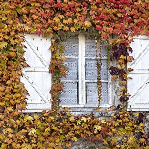 A traditional french window surrounded by ivy in the autumn, Carennac, Lot, Occitanie, France