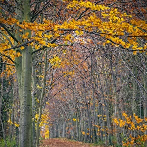 UK, England, Cambridge, Wandlebury Ring Country Park, Autumn