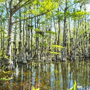 USA, Florida, Big Cypress National Preserve, Loop Road, Bald Cypress Tree Swamp