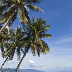 Vietnam, Nha Trang, Nha Trang Beach, Palm Trees