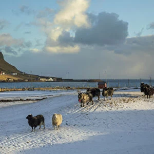 The village of Hvalba covered by snow. Suðuroy, Faroe Islands