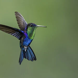 Violet-crowned woodnymph hummingbird (Thalurania colombica columbica), Costa Rica