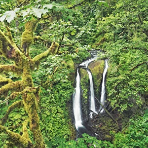 Waterfall Triple Falls in Pacific rainforest - USA, Oregon, Multnomah, Oneonta Creek