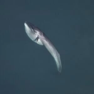 Aerial view of Sei whale (Balaenoptera borealis) surfacing. Gulf of Maine, USA (rr)