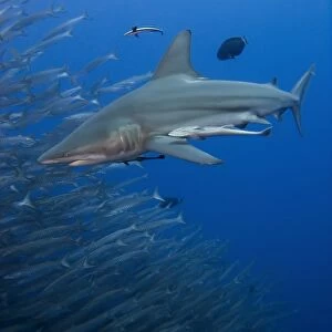 Blacktip shark (Carcharhinus limbatus) Species Near threatened. Shark and Yolanda, Sharm El Sheikh, South Sinai, Red Sea, Egypt