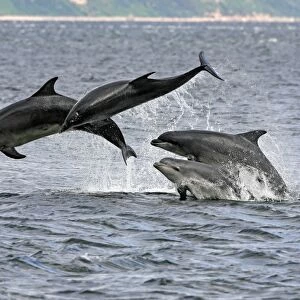 Four Bottlenose dolphins (Tursiops truncatus) in the Moray Firth socialising by breaching from the water. This type of behaviour highlights why bottlenoses are such great favourites with the public