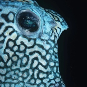 Boxfish. Bonaire