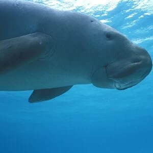 Dugong (Dugong dugong) photographed underwater from low angle. Showing mouth parts Malaysia