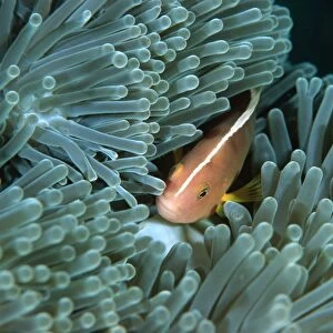 Skunk anemonefish, Amphiprion akallopisos, Similan Islands, Thailand (Andaman Sea)