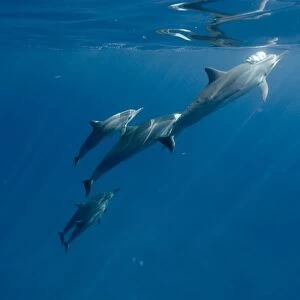Spinner dolphins (Stenella longirostris). Big Island, Hawaii, USA