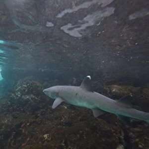 White-tipped reef shark (Triaenodon obesus) underwater in the Galapagos Island Archipeligo, Ecuador. Pacific
