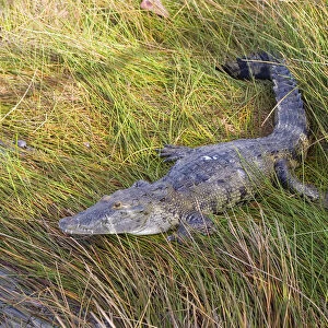 Coba. Crocodile among grass on the lake shore