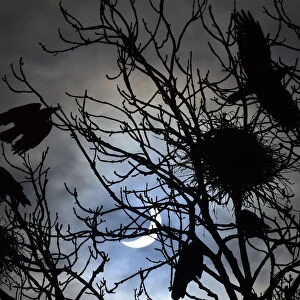 Birds fly and settle on trees as a partial solar eclipse is seen, near Bridgwater