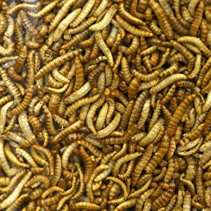 Food raw material larvae are pictured at the headquarters of German retailer Metro AG in
