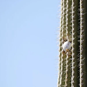 A golf ball is seen stuck high in a cactus on the second hole during a practice round of