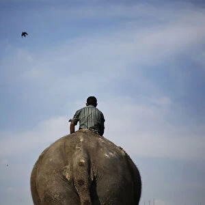 A mahout rides his elephant on the banks of the river Yamuna in New Delhi