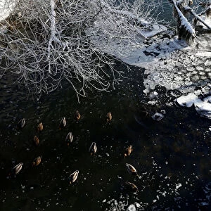 Mallards are seen on a frosty winter day in the Svisloch River in Minsk