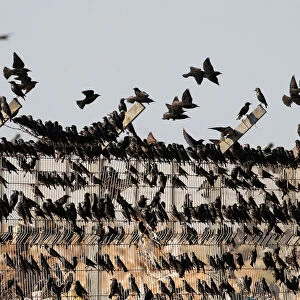 Migrating starlings are seen as they rest on a fence before murmuration in the sky near