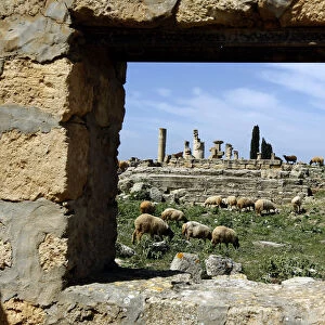 Sheep graze at the ancient Greek and Roman ruined city of Cyrene in modern-day Shahaat