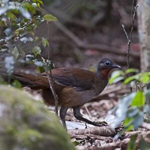 Alberts Lyrebird Menura alberti male McPherson Range Australia