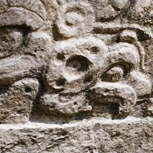 Glyph of a Parrot with a nut in bill from a Mayan Temple ay Yaxha in Peten Guatemala