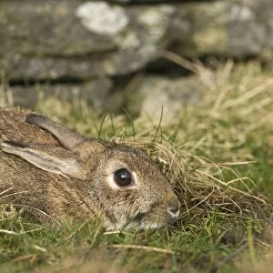 Wild Rabbit Oryctolagus cuniculus flattening itself to ground to hide Shetland