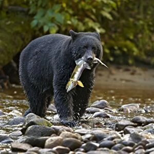 American Black Bear (Ursus americanus kermodei) adult, feeding on Chinook Salmon (Oncorhynchus tshawytscha) catch