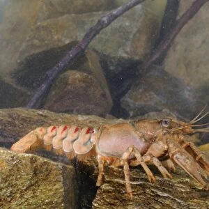 American River Crayfish (Orconectes limosus) introduced species, adult male, resting on rocks, Italy, april