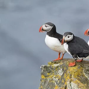 Atlantic Puffin (Fratercula arctica) three adults, breeding plumage, standing on lichen covered rock during rainfall