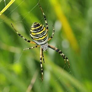 Black-and-yellow Orb-web Spider (Argiope bruennichi) adult female, in web amongst grass, Barnes, Richmond upon Thames, London, England, august