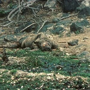 Black Rhinoceros (Diceros bicornis) dead adult, killed and horn taken by poachers, Tsavo West, Kenya