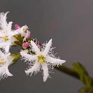 Bogbean (Menyanthes trifoliata) close-up of flowers, growing in pond, Oxfordshire, England, May