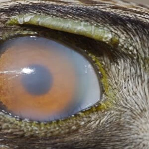 Booted Eagle (Hieraaetus pennatus) adult, close-up of eye with nictitating membrane, Spain, july