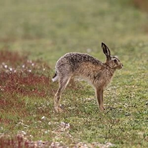 Brown Hare stretching