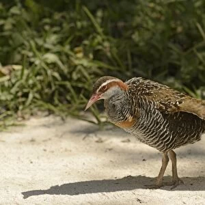 Buff-banded Rail (Gallirallus philippensis) adult, stretching wing, standing on sand, Queensland, Australia, November