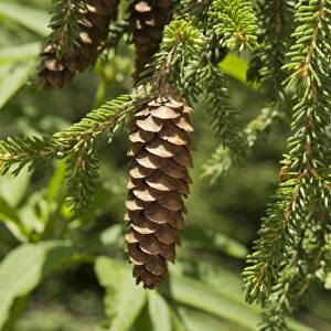Caucasian Spruce (Picea orientalis) close-up of cones, Pontic Mountains, Anatolia, Turkey, July
