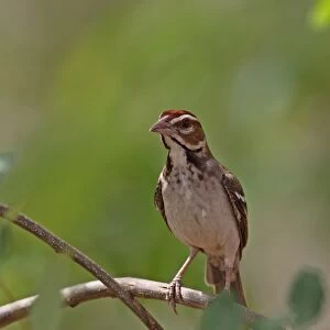 Chestnut-crowned Sparrow-weaver (Plocepasser superciliosus) adult, perched on twig, Mole N. P. Ghana, February