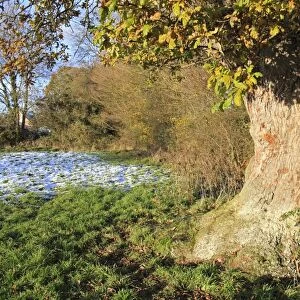 Common Oak (Quercus robur) ancient tree, close-up of trunk and bole, in hedgerow at edge of pasture with melting snow