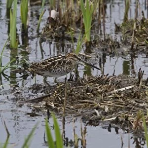 Common Snipe in marshland habitat at RSPB Minsmere, Suffolk