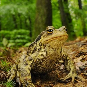Common Toad (Bufo bufo) adult, sitting on mud in woodland habitat, Italy, june