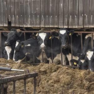 Domestic Cattle, Holstein Friesian dairy cows, herd feeding on silage at feed barrier, Church Brough, Kirkby Stephen